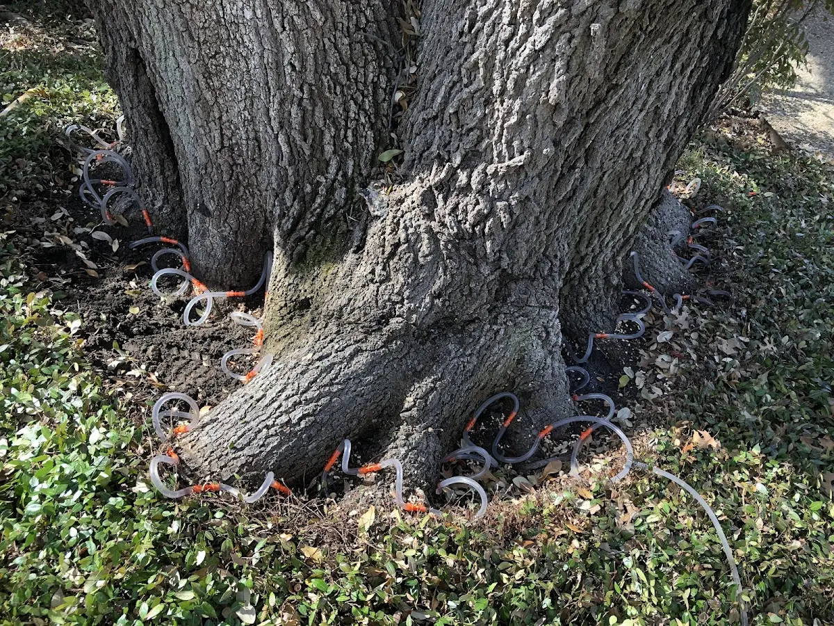 Detailed Tree Cabling and Bracing job site in Boomer