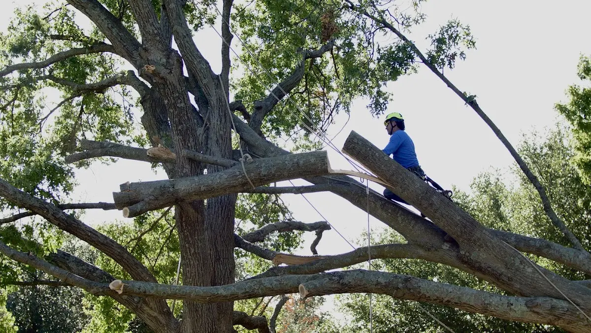 Professional Crown Thinning performed by certified arborists in Boomer
