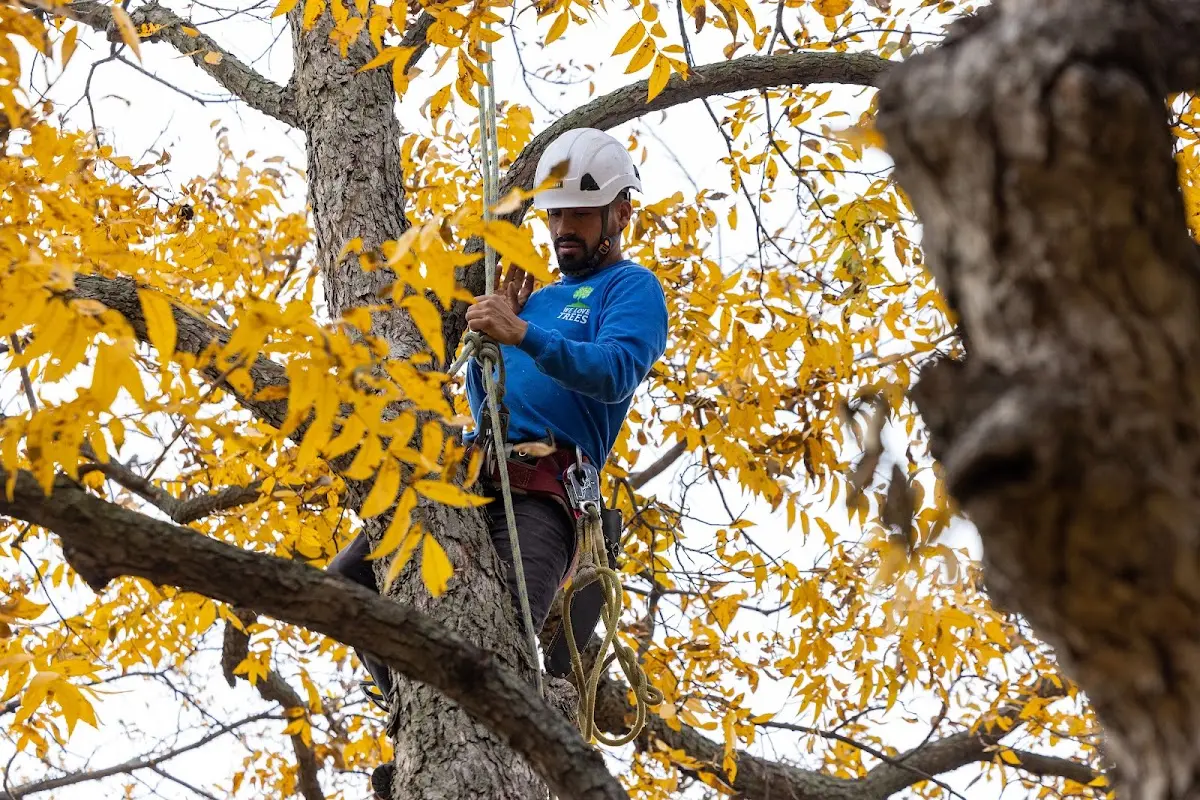 Skilled Tree Planing crew working in Boomer